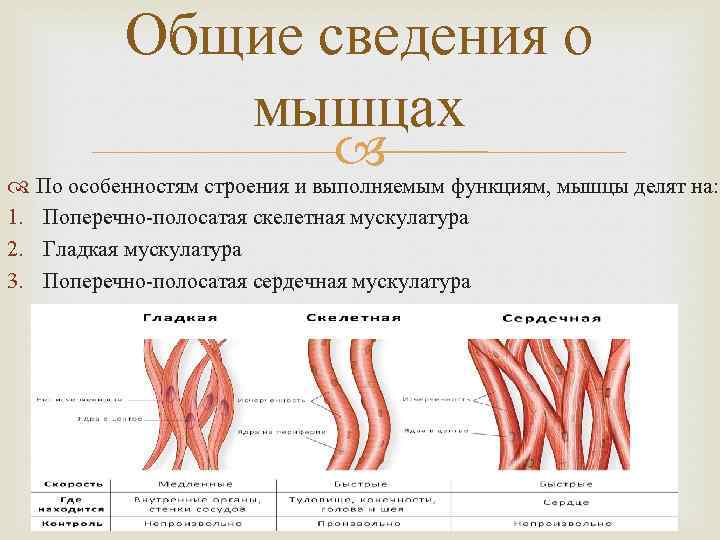 Общие сведения о мышцах По особенностям строения и выполняемым функциям, мышцы делят на: 1.