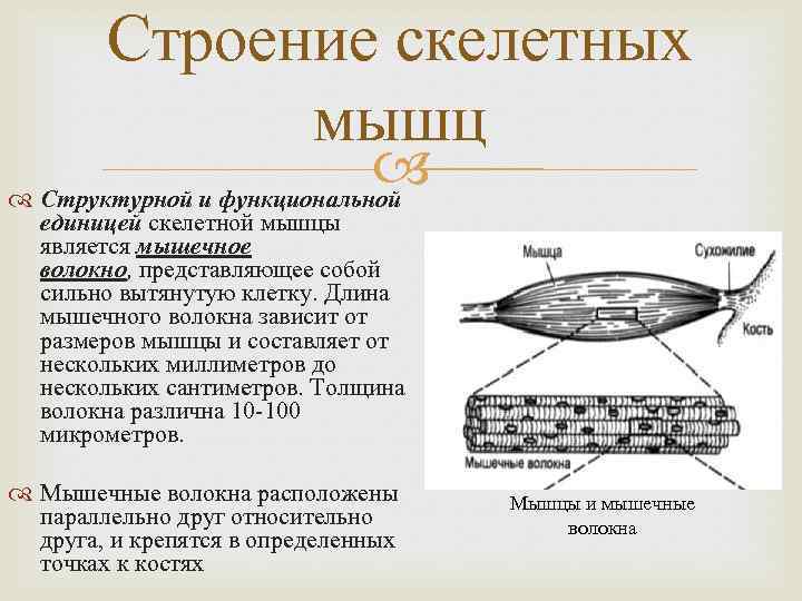 Строение скелетных мышц Структурной и функциональной единицей скелетной мышцы является мышечное волокно, представляющее собой