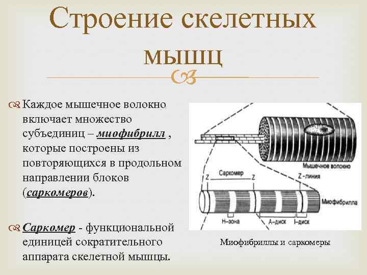 Кальций в скелетной мышце