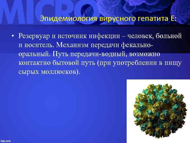 Эпидемиология вирусного гепатита Е: • Резервуар и источник инфекции – человек, больной и носитель.