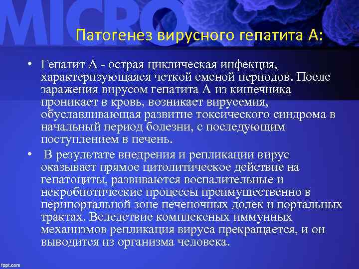 Патогенез вирусного гепатита А: • Гепатит А - острая циклическая инфекция, характеризующаяся четкой сменой