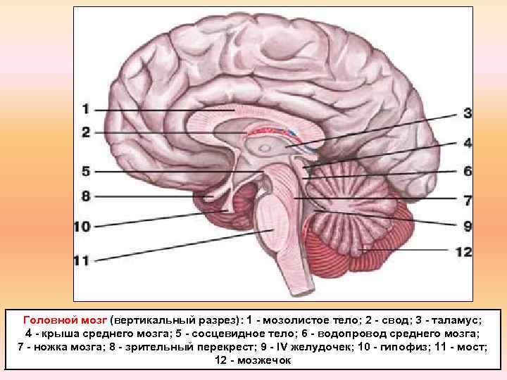 Головной мозг (вертикальный разрез): 1 - мозолистое тело; 2 - свод; 3 - таламус;