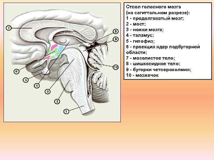 Схема поперечного среза спинного и продолговатого мозга