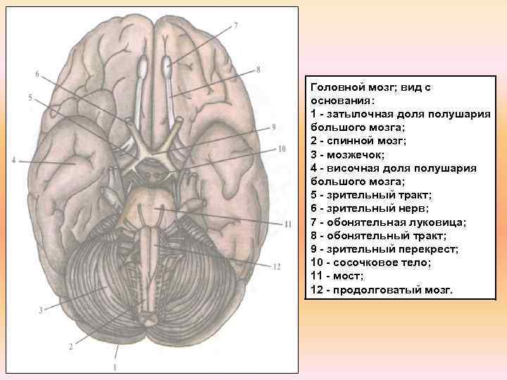 Головной мозг; вид с основания: 1 - затылочная доля полушария большого мозга; 2 -
