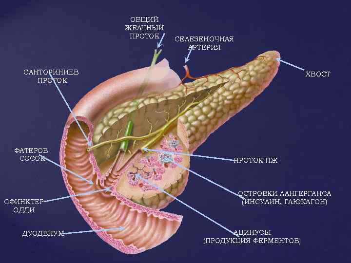 Вирсунгов проток это. Санториниев проток поджелудочной железы. Анатомия печеночных протоков. Желчно пузырный проток.