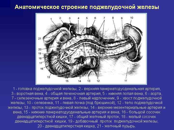 Схема мобилизации двенадцатиперстной кишки по кохеру линия рассечения