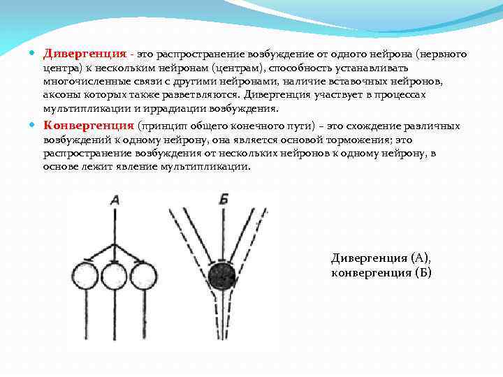 Функциональное значение мультипликации возбуждения в нервных центрах