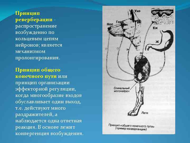 Принцип общего конечного пути