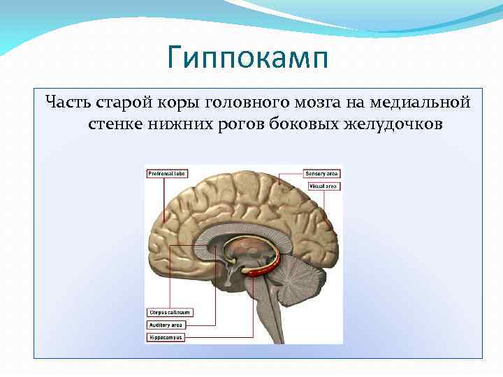 Признаки характеризующие кору головного мозга. Гиппокамп анатомия. Строение головного мозга гиппокамп. Гиппокамп головного мозга функции. Функции гиппокампа головного мозга.