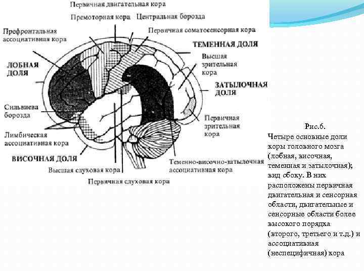 Ассоциативные доли мозга. Префронтальная область коры головного мозга. Первичные зоны затылочной коры.