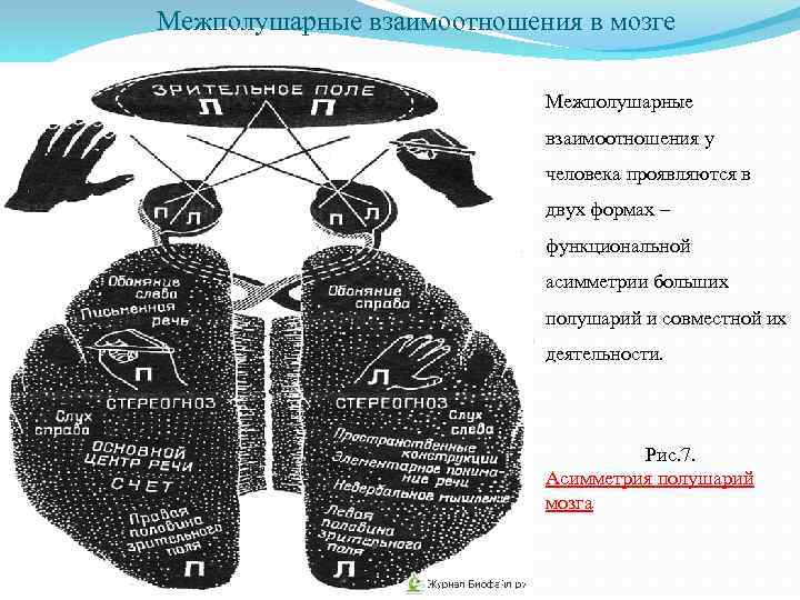 Межполушарное взаимодействие. Межполушарные взаимоотношения. Межполушарная взаимосвязь. Межполушарная асимметрия познавательных процессов.