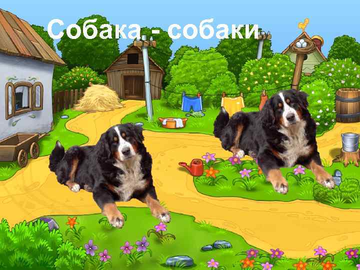Собака - собаки 