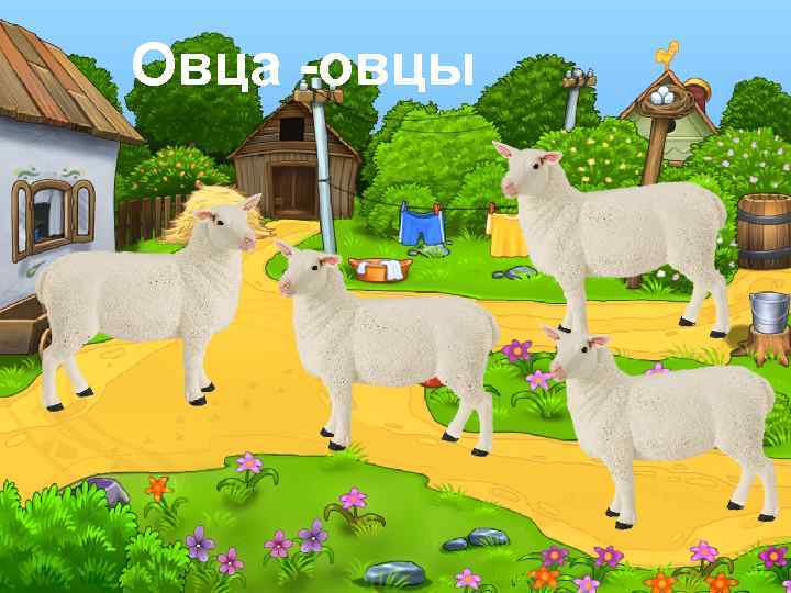 Овца -овцы 