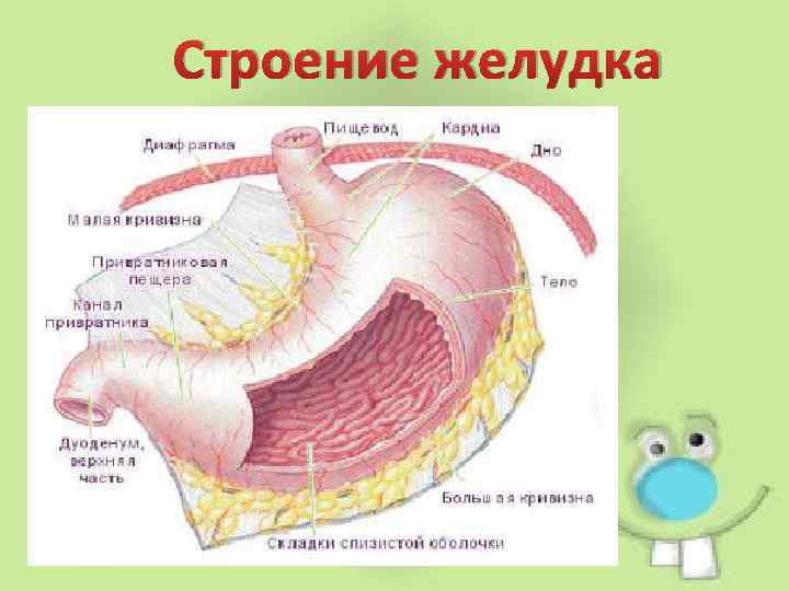 Строение желудка 8 класс. Строение желудка анатомия. Строение структуры желудка. Внешнее и внутреннее строение желудка.
