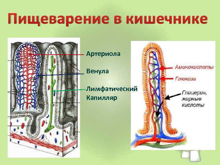 Пищеварение в кишечнике Артериола Венула Лимфатический Капилляр 