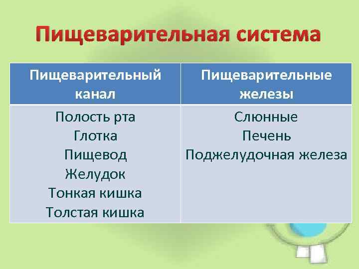 Пищеварительная система Пищеварительный канал Полость рта Глотка Пищевод Желудок Тонкая кишка Толстая кишка Пищеварительные