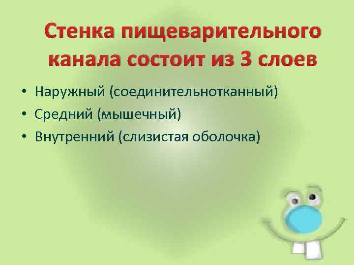 Стенка пищеварительного канала состоит из 3 слоев • Наружный (соединительнотканный) • Средний (мышечный) •