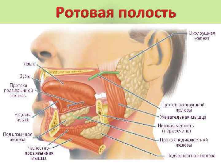 Ротовая полость 