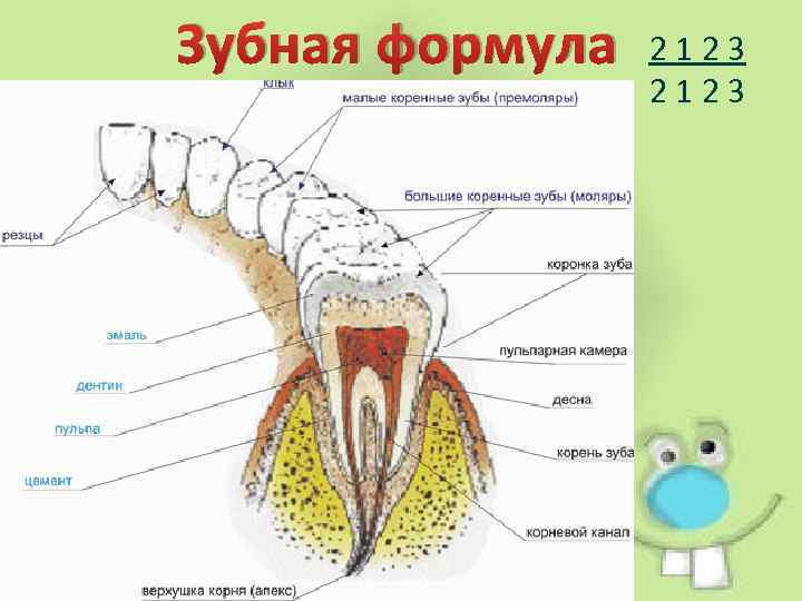 Зубная формула 2123 