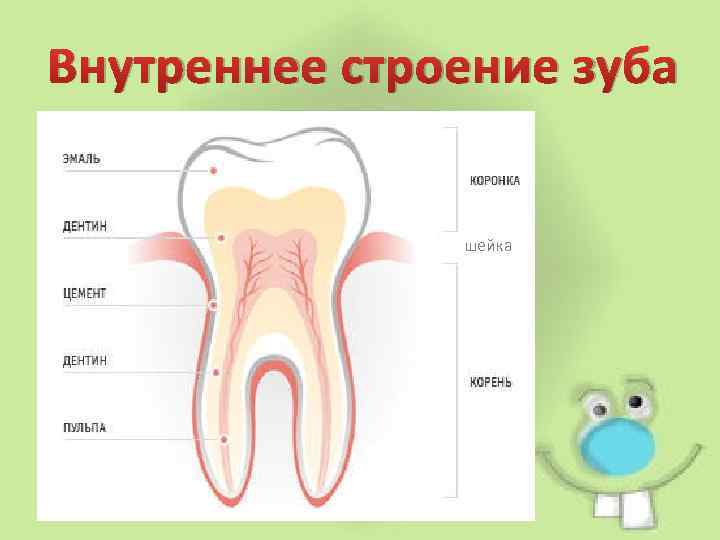 Какую функцию выполняет шейка зуба. Строение зуба коронка шейка корень. Анатомия зуба коронка шейка корень. Внешнее и внутреннее строение зуба. Внутреннее строение зуба.