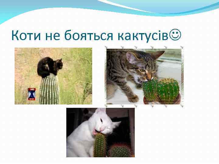 Коти не бояться кактусів 