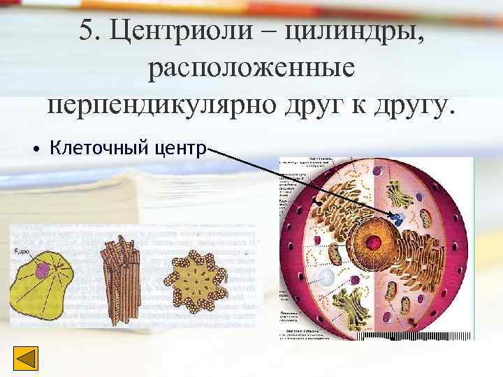 5. Центриоли – цилиндры, расположенные перпендикулярно друг к другу. • Клеточный центр 