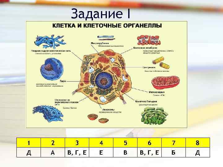 Задание I 1 2 3 4 5 6 7 8 Д А В, Г,