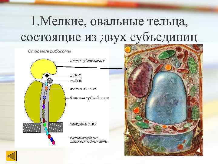 1. Мелкие, овальные тельца, состоящие из двух субъединиц 