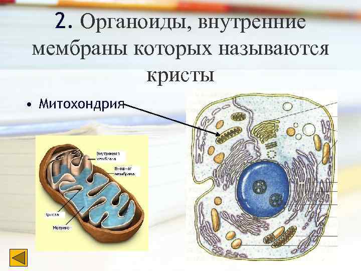 Урок клетка 10 класс. Кристы митохондрий. Внутренняя мембрана. Внутренняя мембрана митохондрий называется. Клетка со всеми органоидами рисунок.