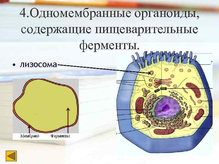 4. Одномембранные органоиды, содержащие пищеварительные ферменты. • лизосома 