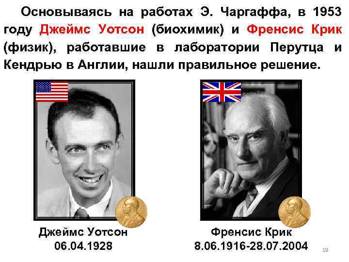 Основываясь на работах Э. Чаргаффа, в 1953 году Джеймс Уотсон (биохимик) и Френсис Крик