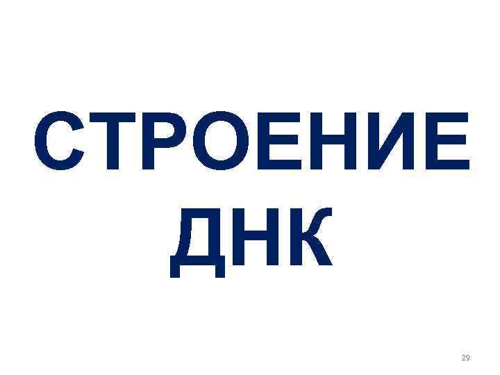 СТРОЕНИЕ ДНК 29 