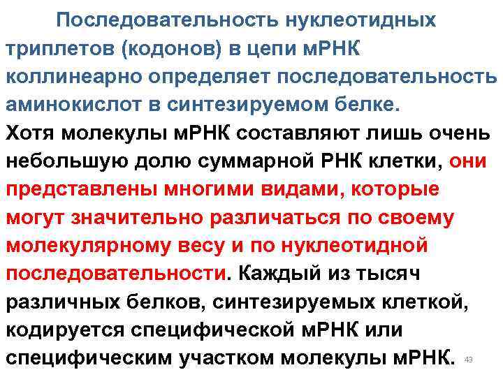 Последовательность нуклеотидных триплетов (кодонов) в цепи м. РНК коллинеарно определяет последовательность аминокислот в синтезируемом