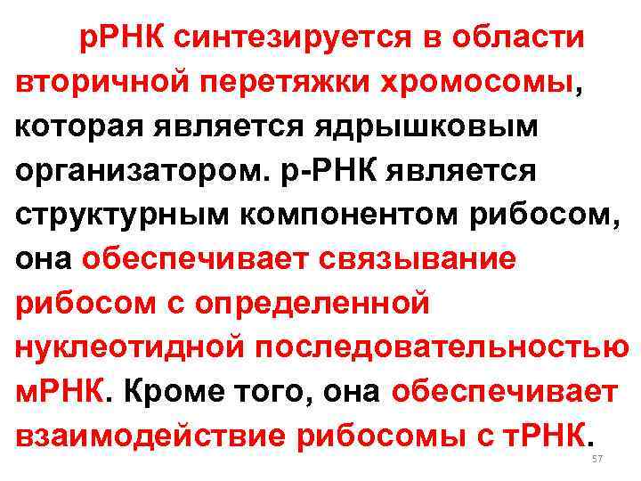 р. РНК синтезируется в области вторичной перетяжки хромосомы, которая является ядрышковым организатором. р-РНК является