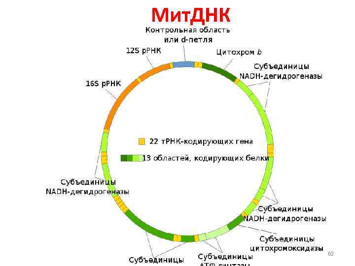 Мит. ДНК 62 