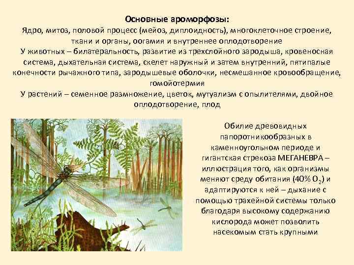 Основные ароморфозы: Ядро, митоз, половой процесс (мейоз, диплоидность), многоклеточное строение, ткани и органы, оогамия