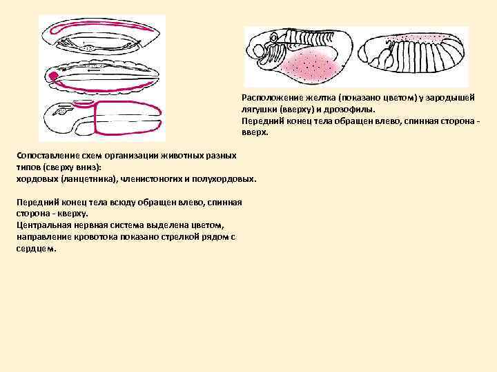Расположение желтка (показано цветом) у зародышей лягушки (вверху) и дрозофилы. Передний конец тела обращен