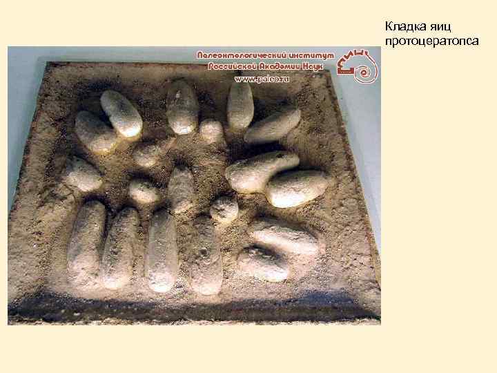 Кладка яиц протоцератопса 