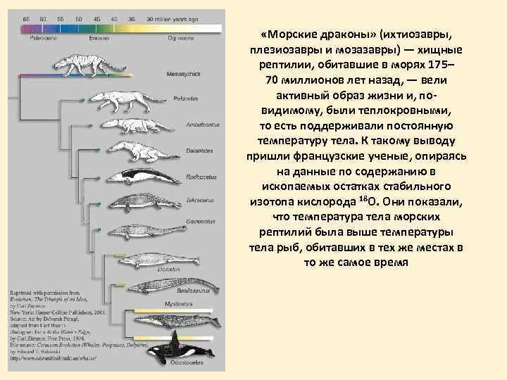  «Морские драконы» (ихтиозавры, плезиозавры и мозазавры) — хищные рептилии, обитавшие в морях 175–
