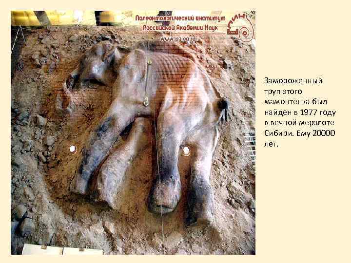 Замороженный труп этого мамонтенка был найден в 1977 году в вечной мерзлоте Сибири. Ему