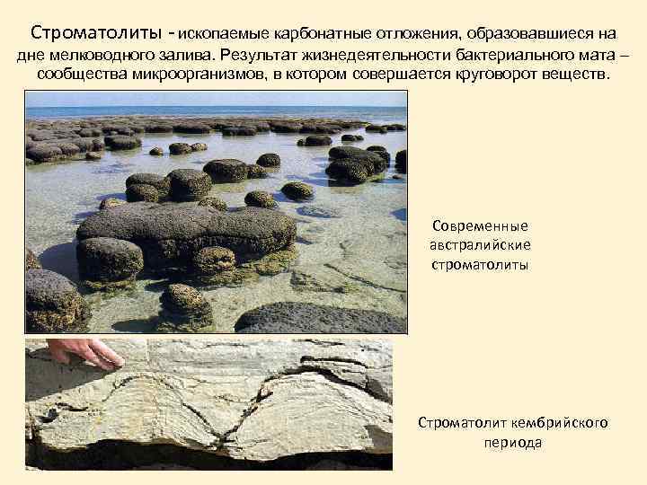 Строматолиты - ископаемые карбонатные отложения, образовавшиеся на дне мелководного залива. Результат жизнедеятельности бактериального мата