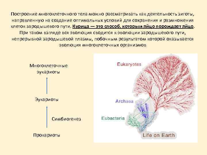 Построение многоклеточного тела можно рассматривать как деятельность зиготы, направленную на создание оптимальных условий для