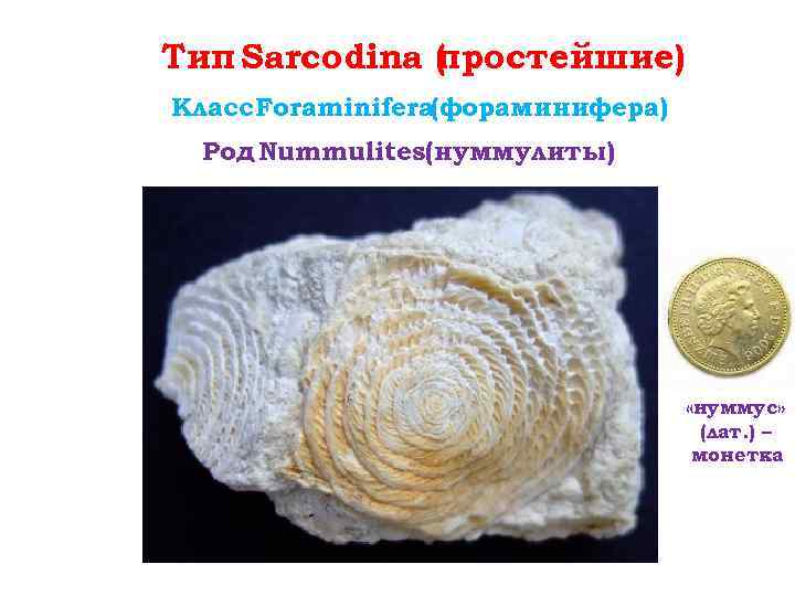 Тип Sarcodina ( ростейшие) п Класс Foraminifera(фораминифера) Род Nummulites(нуммулиты) «нуммус» (лат. ) – монетка