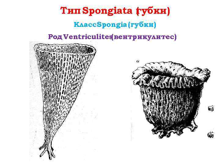 Тип Spongiata ( убки) г Класс Spongia (губки) Род Ventriculites (вентрикулитес) 