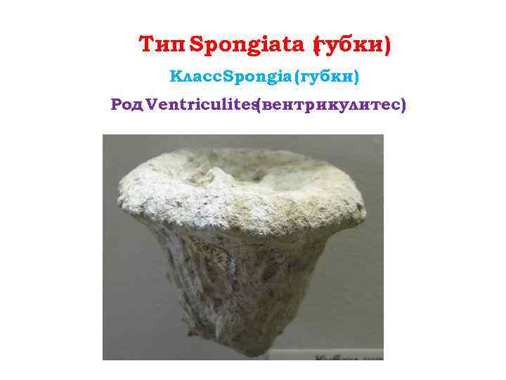 Тип Spongiata ( убки) г Класс Spongia (губки) Род Ventriculites (вентрикулитес) 