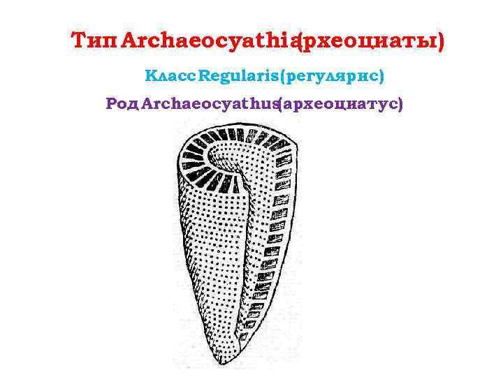 Тип Archaeocyathi археоциаты) ( Класс Regularis (регулярис) Род Archaeocyathus(археоциатус) 