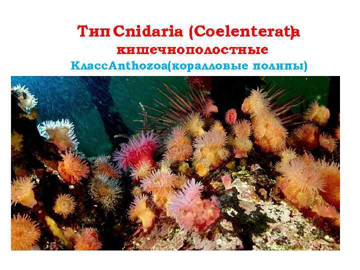 Тип Cnidaria (Coelenterata ) кишечнополостные Класс Anthozoa(коралловые полипы) 