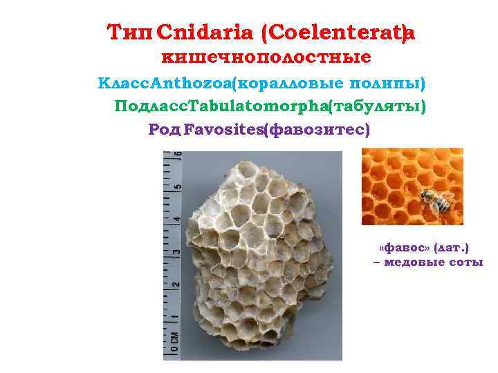 Тип Cnidaria (Coelenterata ) кишечнополостные Класс Anthozoa(коралловые полипы) Подласс. Tabulatomorpha(табуляты) Род Favosites(фавозитес) «фавос» (лат.