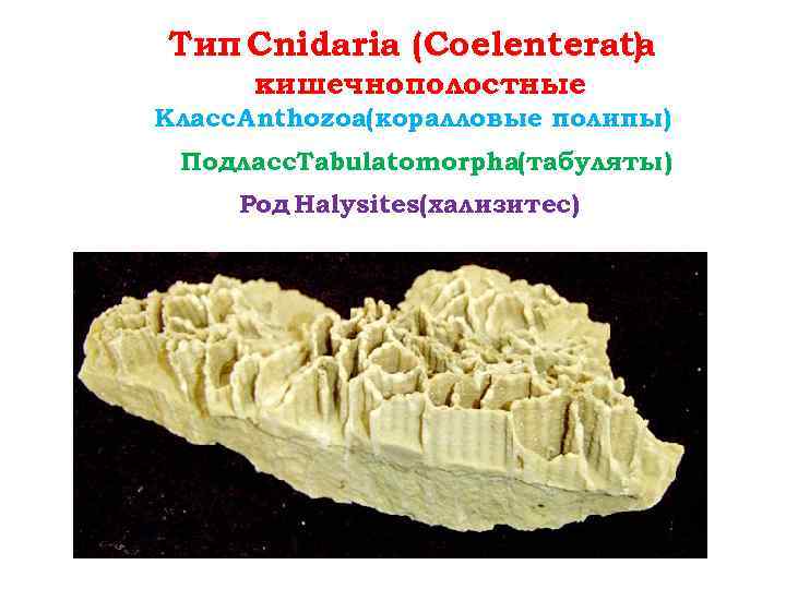 Тип Cnidaria (Coelenterata ) кишечнополостные Класс Anthozoa(коралловые полипы) Подласс. Tabulatomorpha(табуляты) Род Halysites(хализитес) 