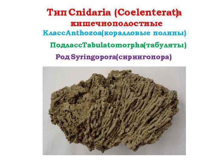 Тип Cnidaria (Coelenterata ) кишечнополостные Класс Anthozoa(коралловые полипы) Подласс. Tabulatomorpha(табуляты) Род Syringopora(сирингопора) 